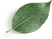 leaf