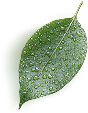 leaf